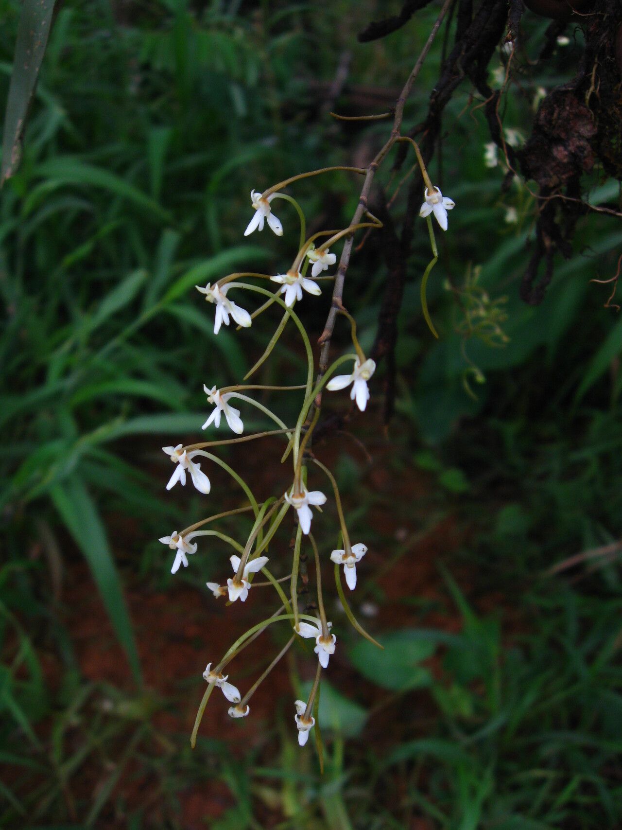 Angraecopsis lisowskii flower