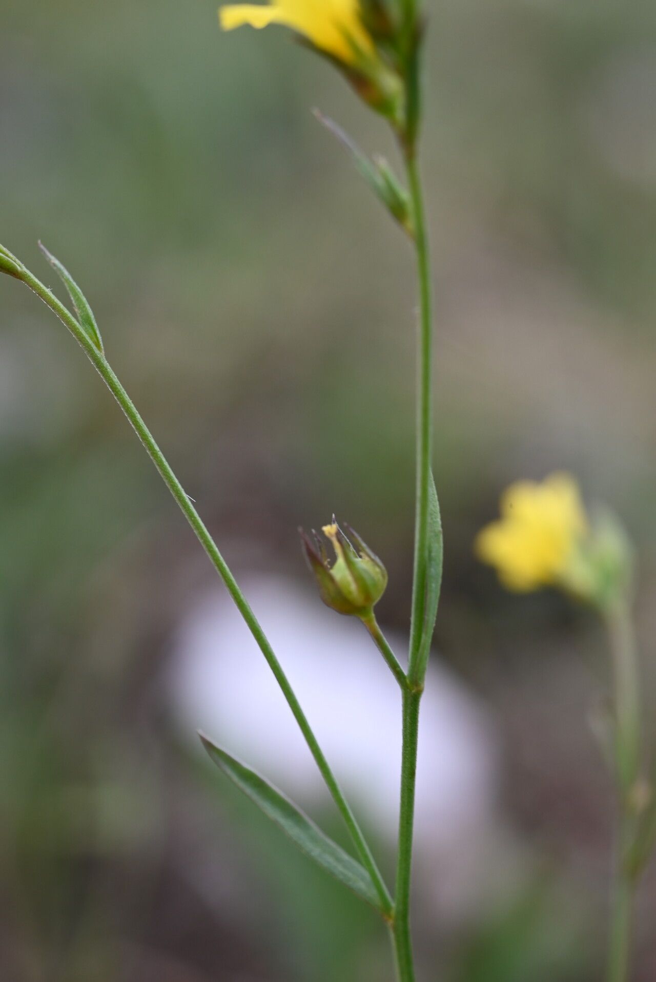 Linum corymbiferum bark