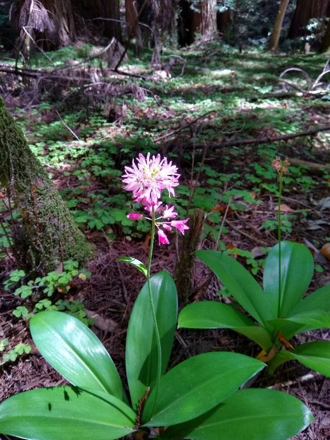 Clintonia andrewsiana flower