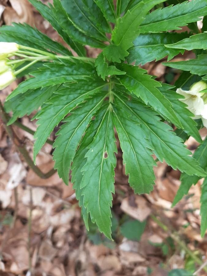 Cardamine kitaibelii leaf