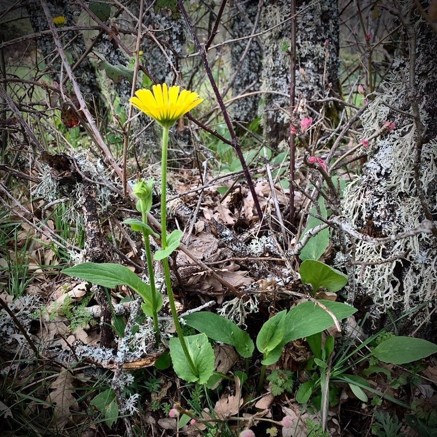 Doronicum carpetanum habit
