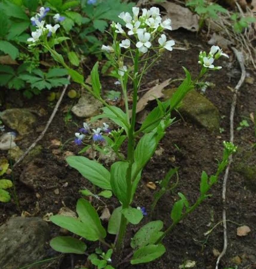 Cardamine bulbosa — search result for 'Cardamine'