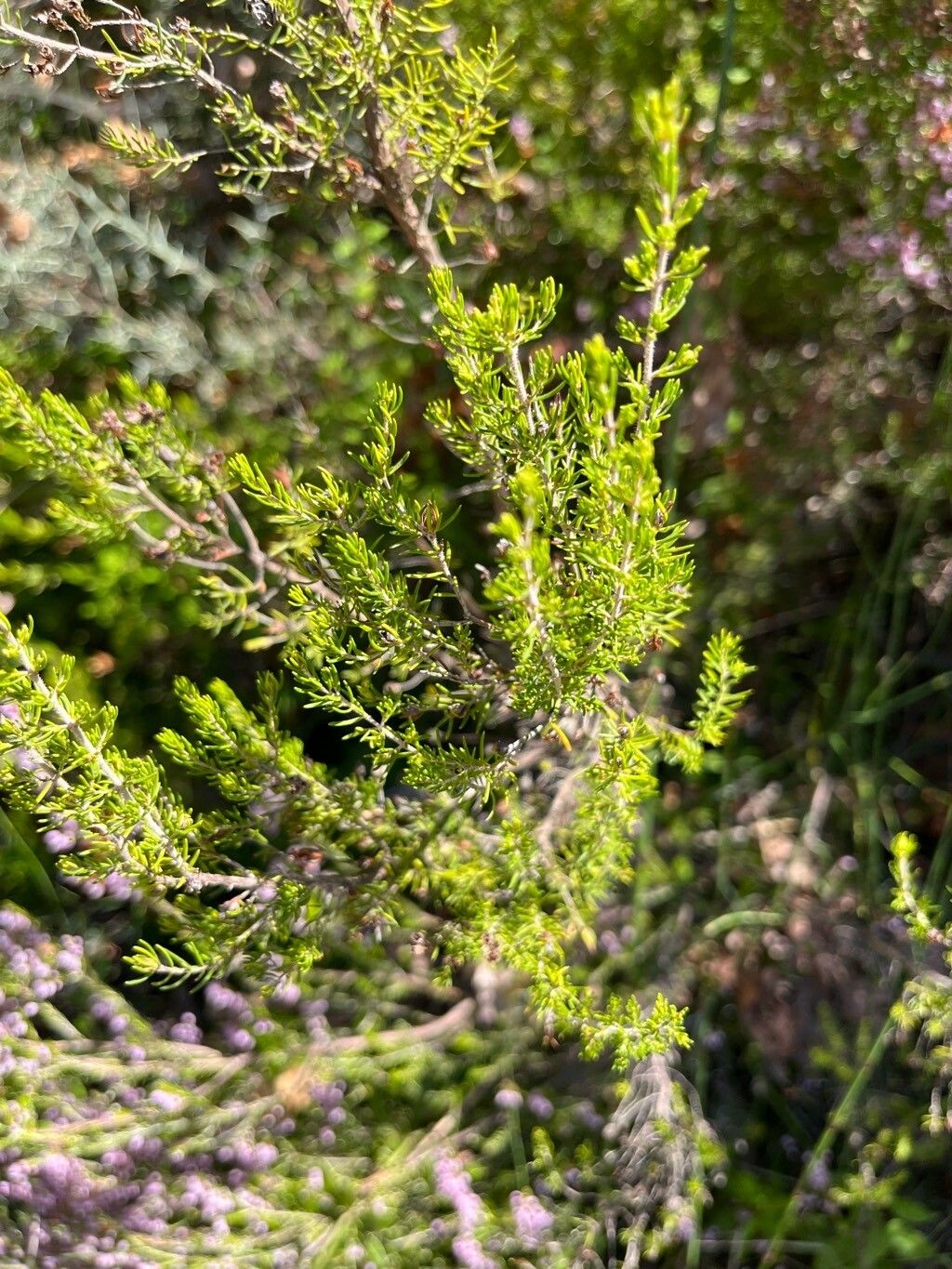 Erica manipuliflora leaf