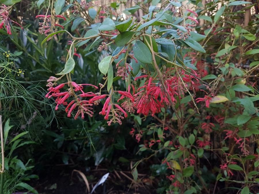 Grevillea rhyolitica flower