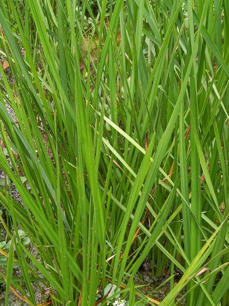 Butomus umbellatus leaf