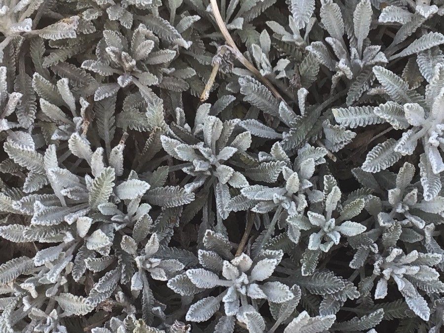 Achillea clavennae — search result for 'Achillea'