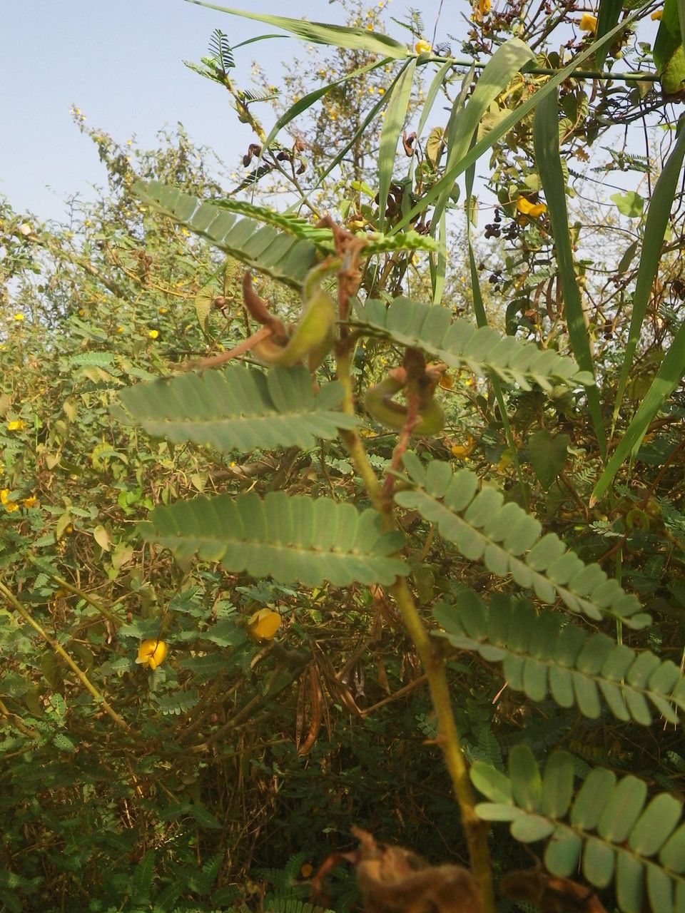 Aeschynomene elaphroxylon leaf