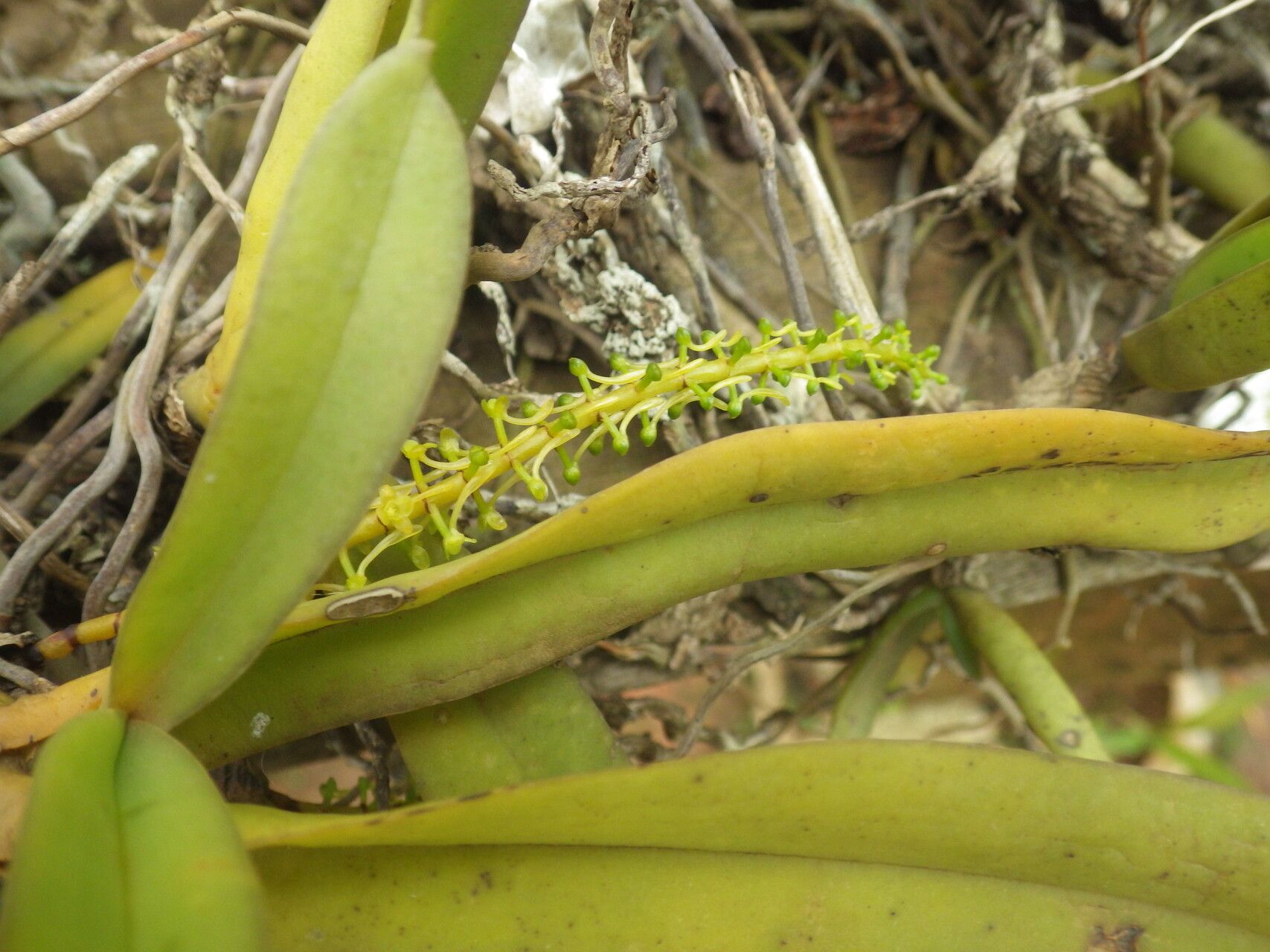 Diaphananthe odoratissima — houseplant care guide