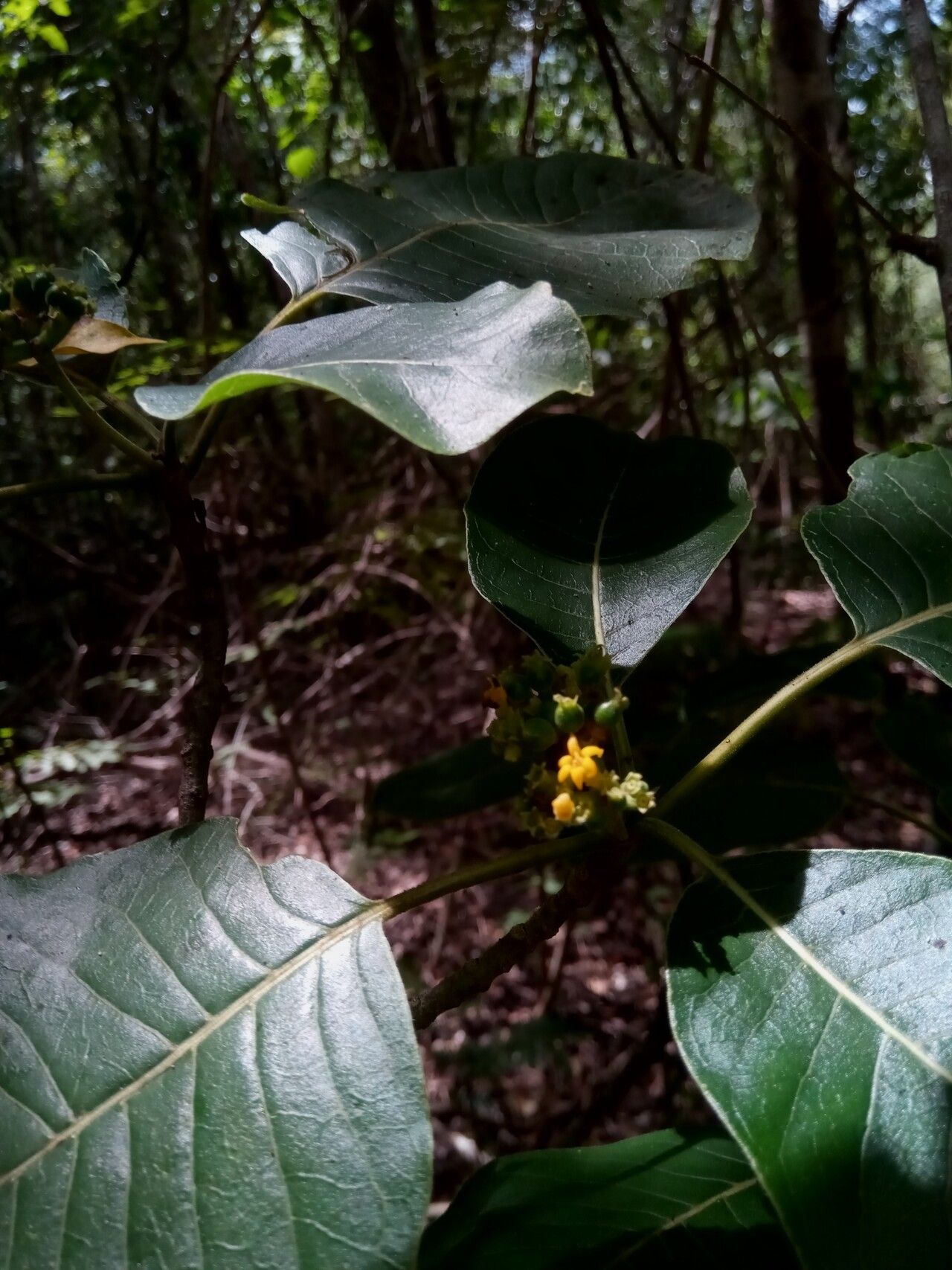 Psychotria boenyana flower