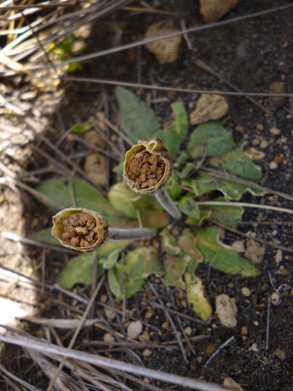 Silene mandonii — search result for 'Peru to Bolivia'