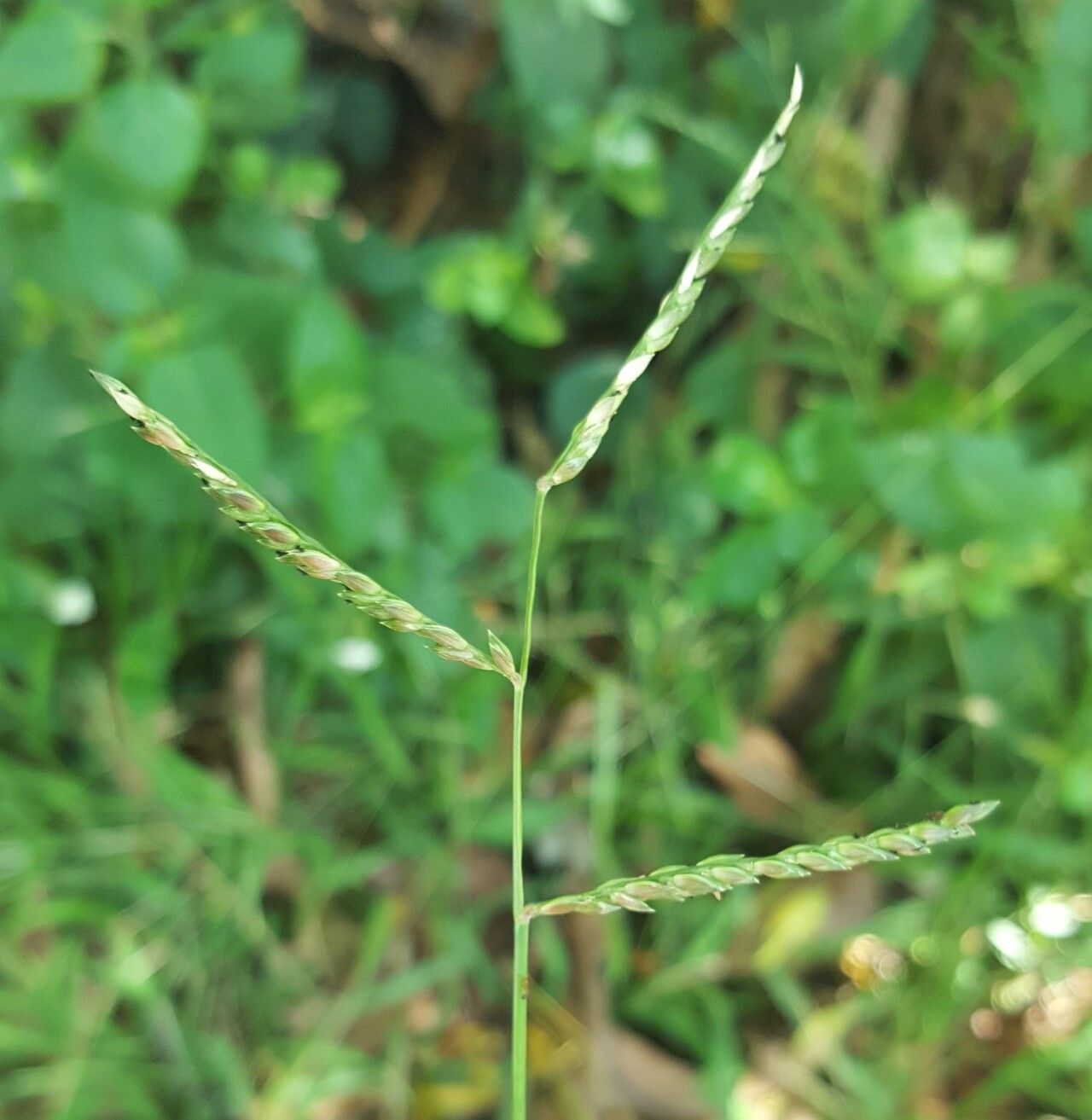 Urochloa glumaris flower