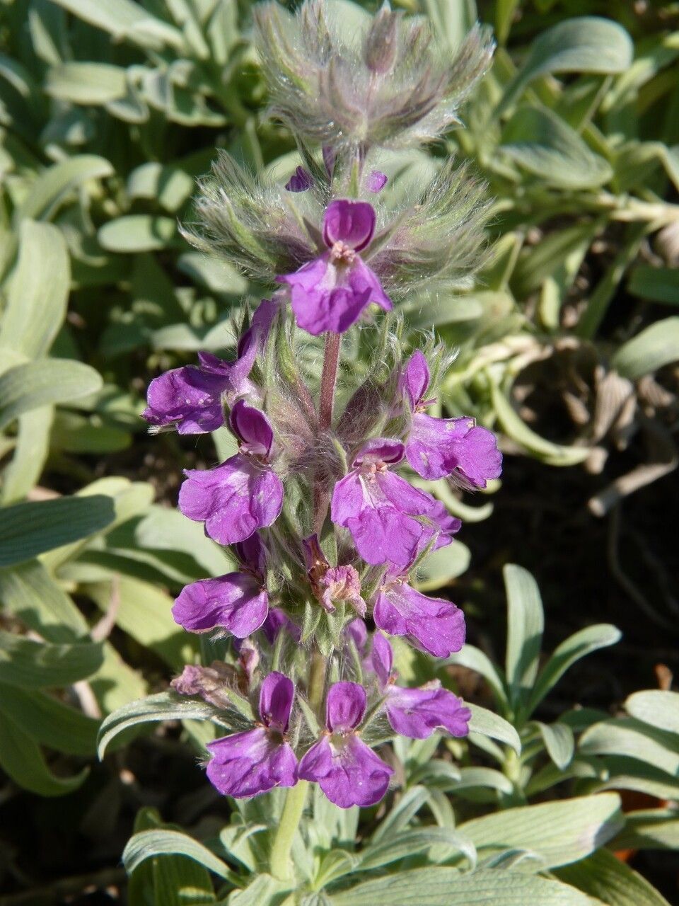 Stachys lavandulifolia flower