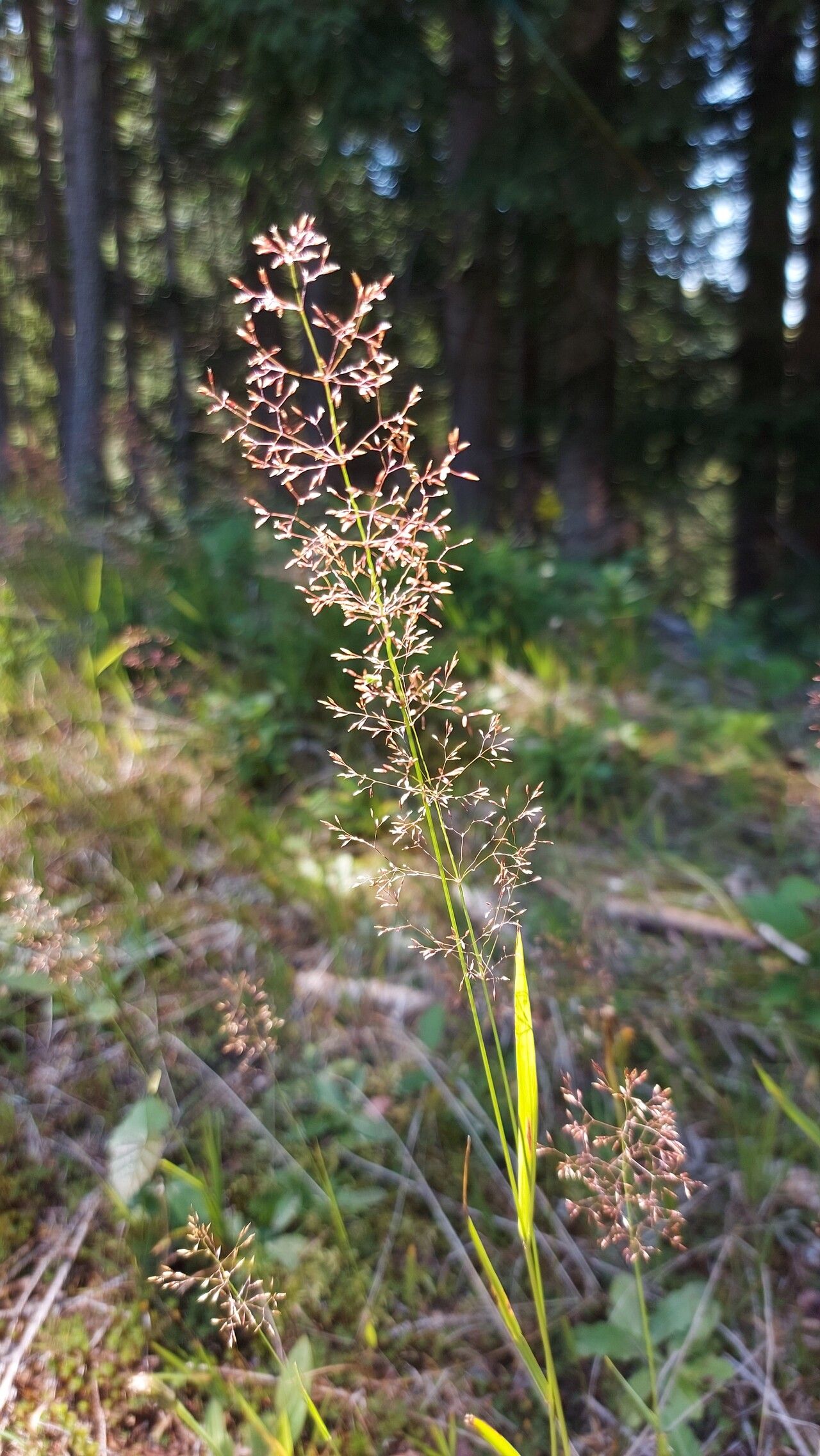 Agrostis gigantea flower