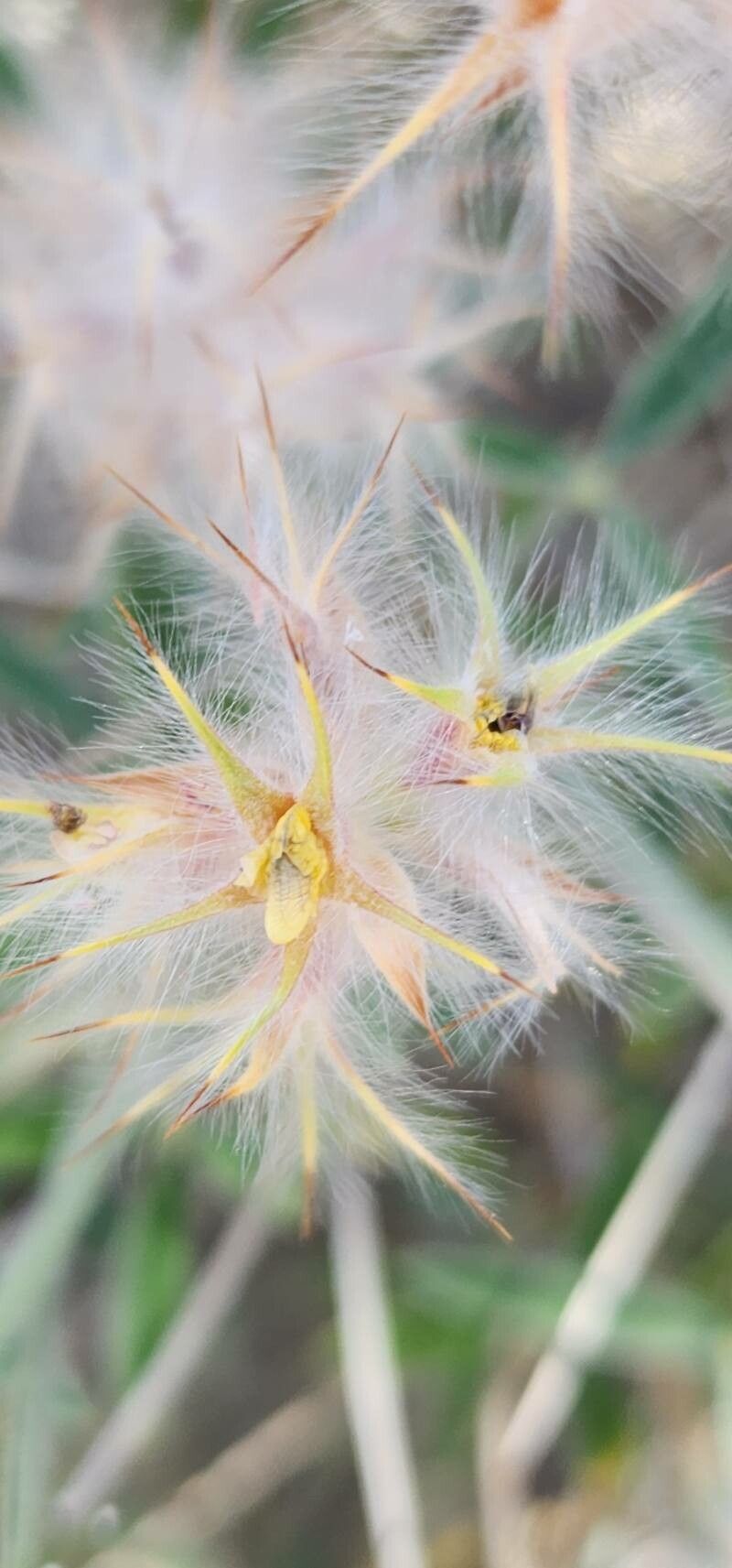 Ebenus stellata flower
