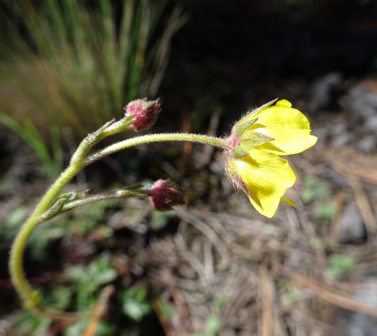 Potentilla ranunculoides flower