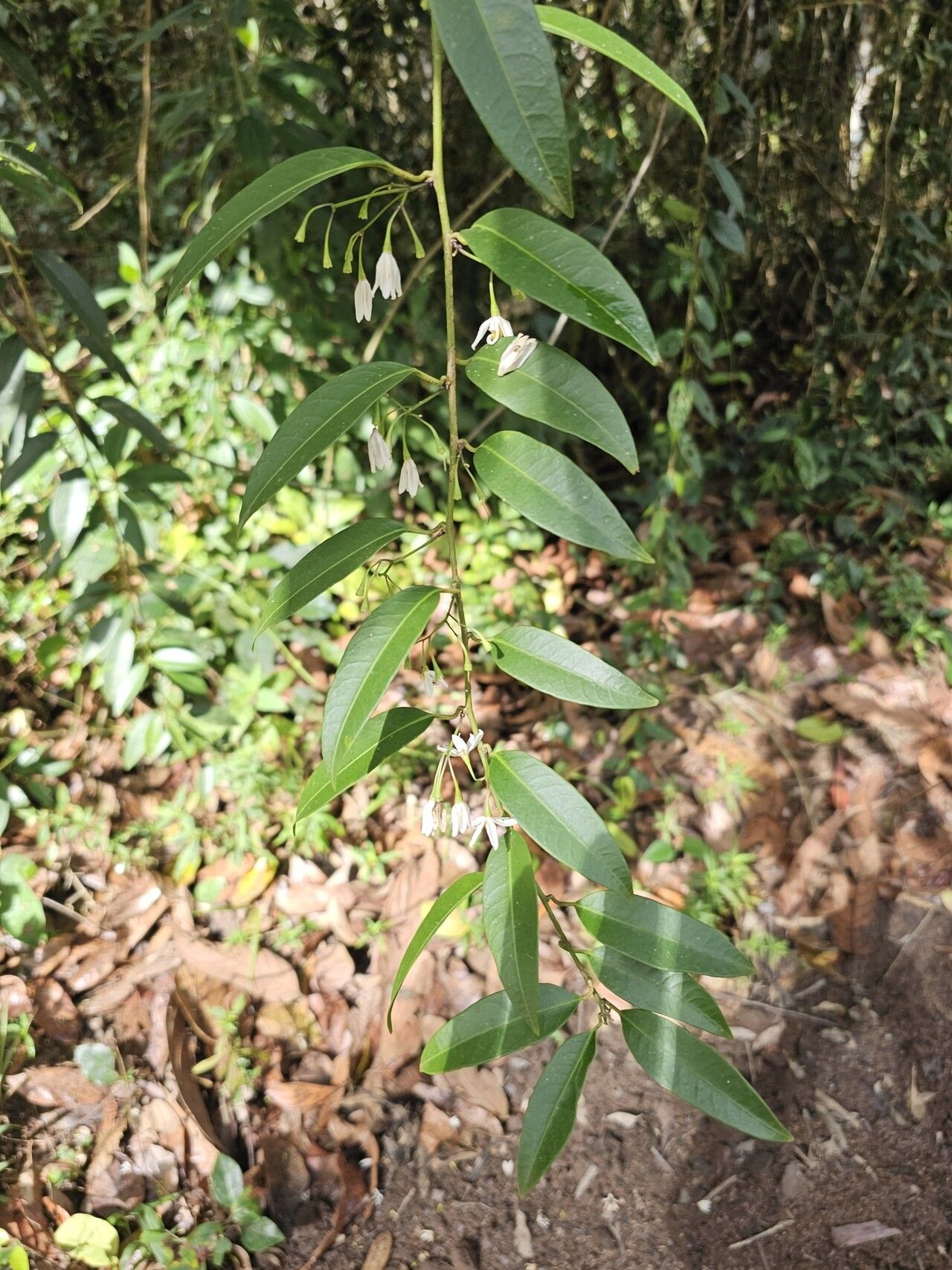 Solanum inodorum — houseplant care guide