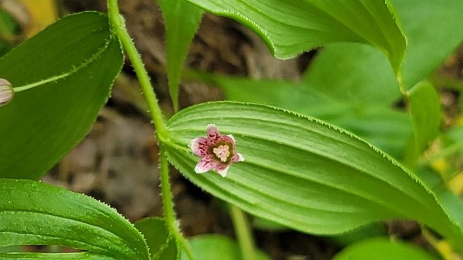 Streptopus lanceolatus flower