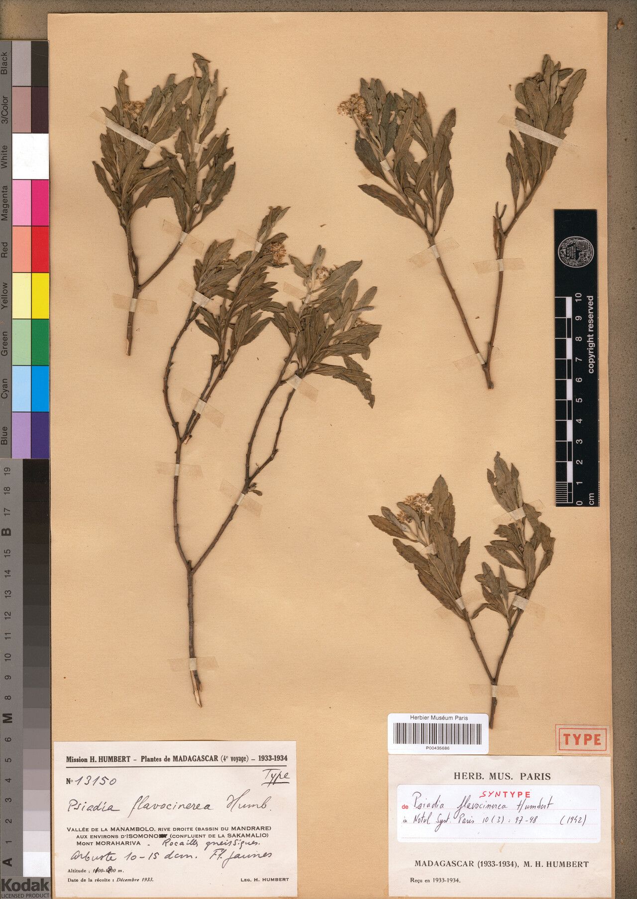 Psiadia flavocinerea — houseplant care guide