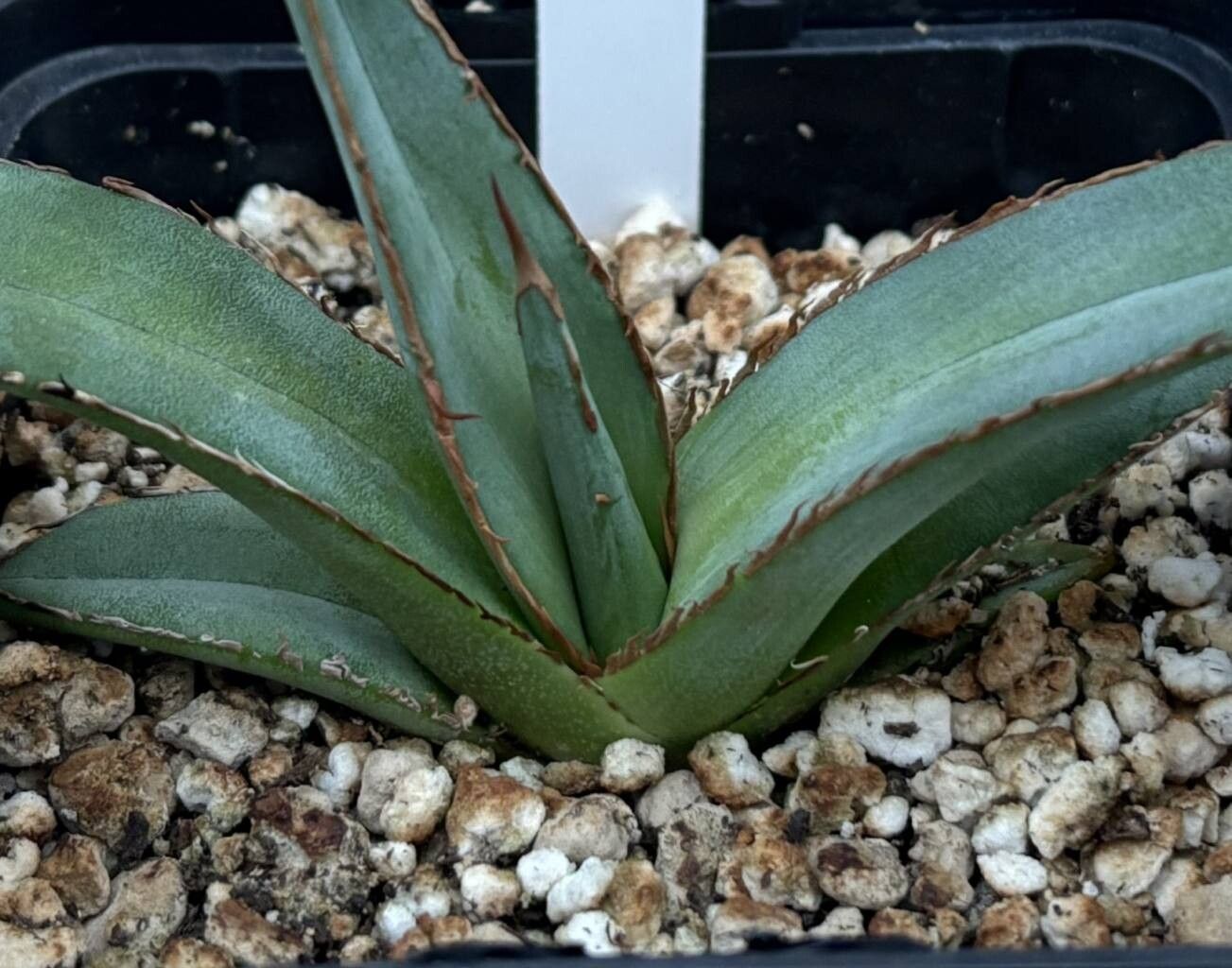 Agave convallis — houseplant care guide