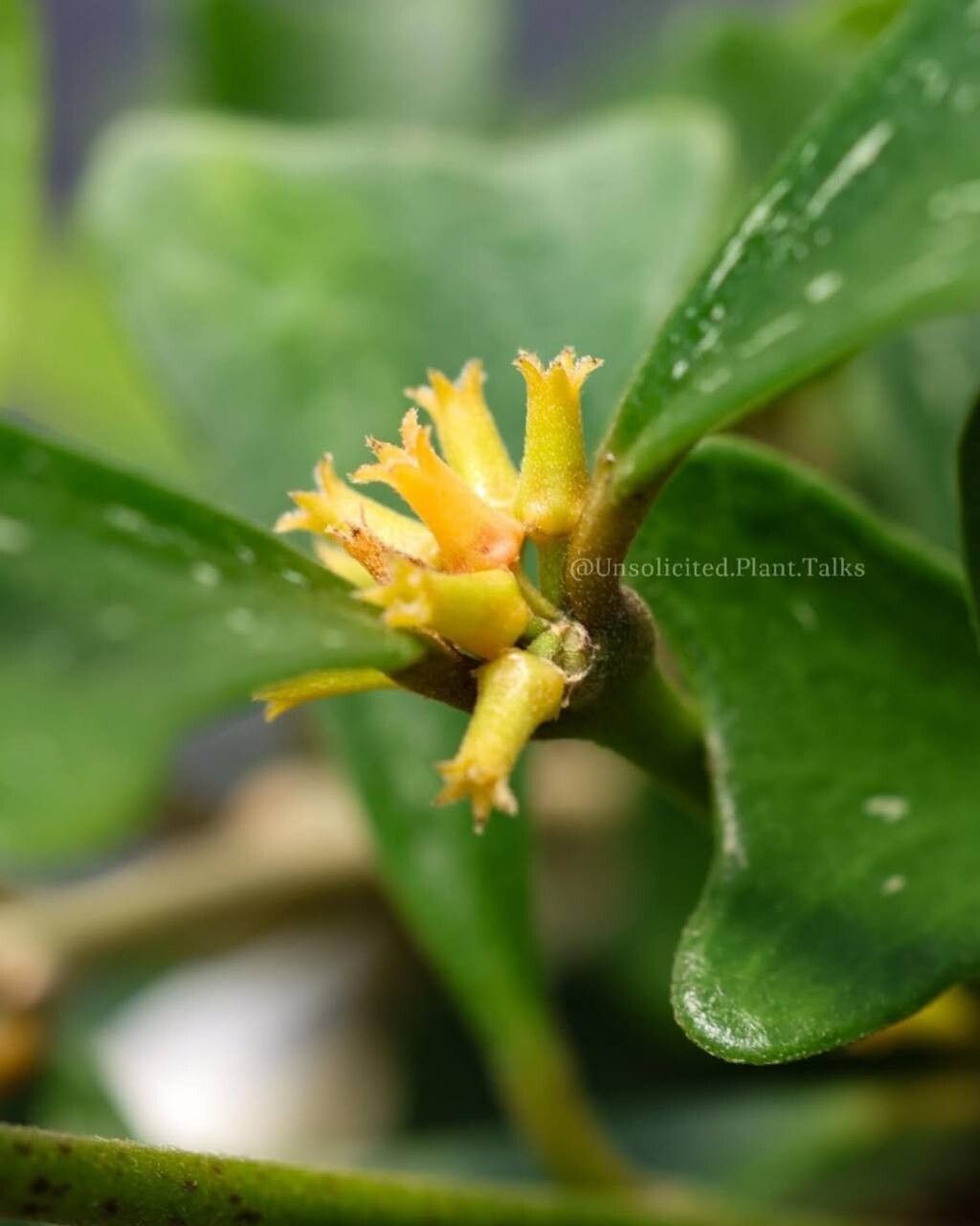Hoya manipurensis flower