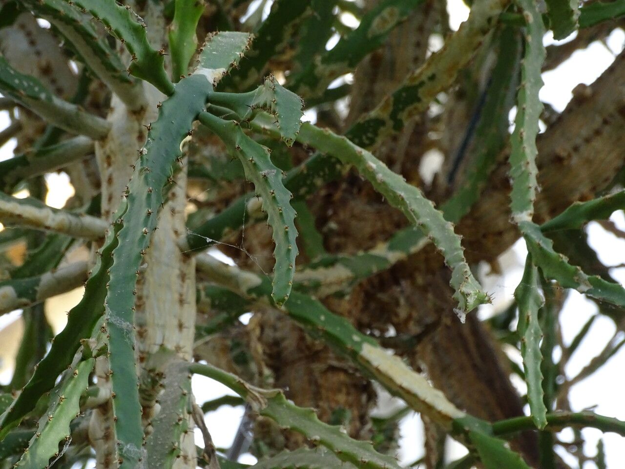 Euphorbia grandidens — search result for 'Euphorbiaceae'
