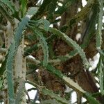 Euphorbia grandidens