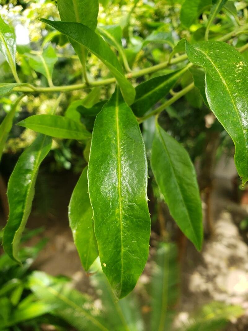 Ilex paraguariensis