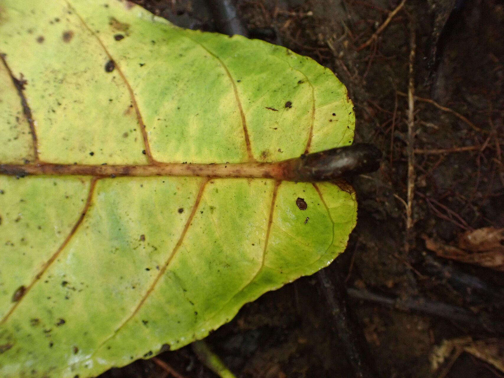 Homalium letestui leaf