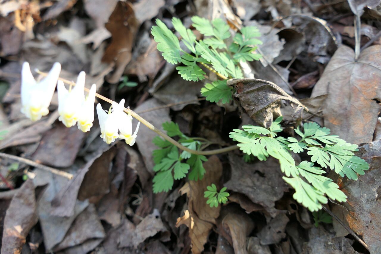 Dicentra cucullaria habit