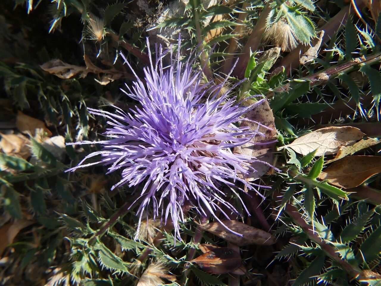 Carthamus pinnatus flower