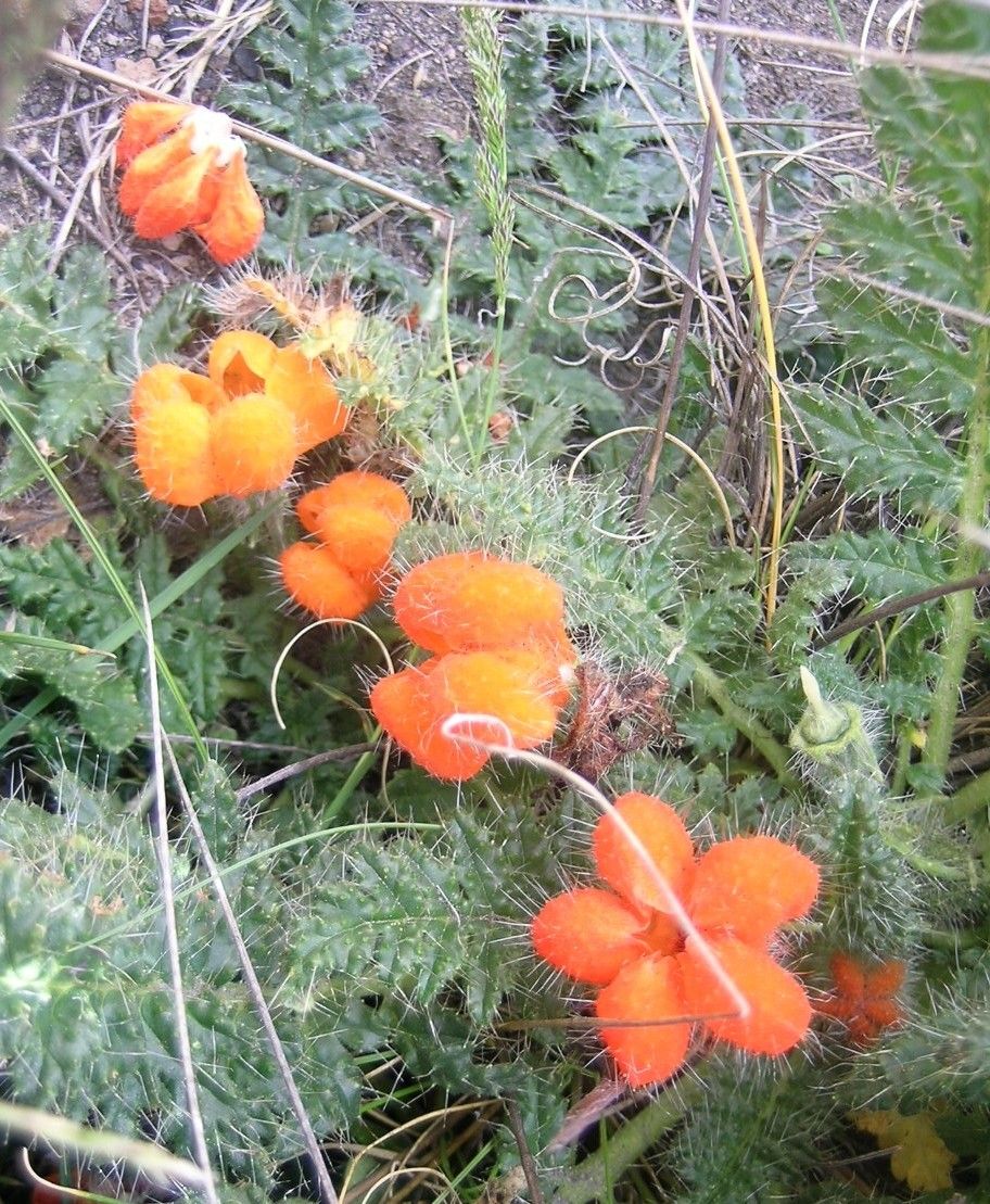 Caiophora rosulata flower