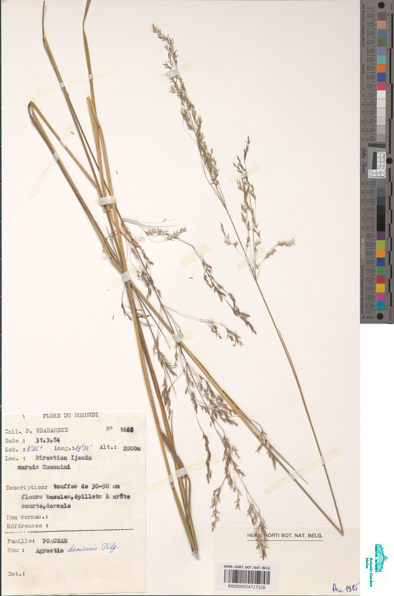 Agrostis keniensis — houseplant care guide