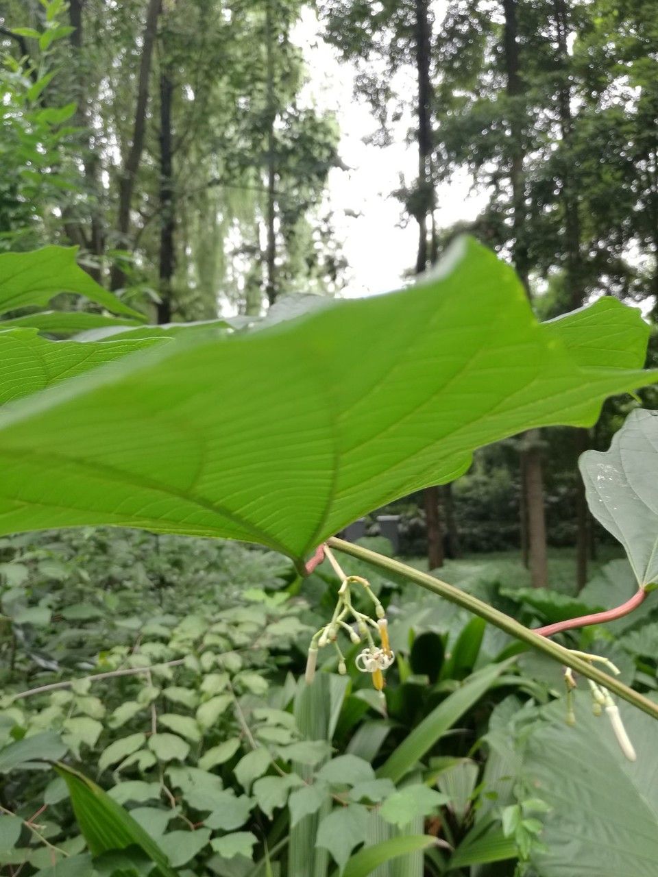 Alangium platanifolium flower