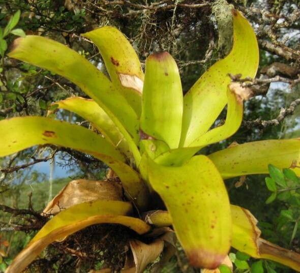 Racinaea insularis — related species from the same genus