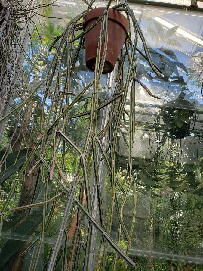 Cissus adeyana habit