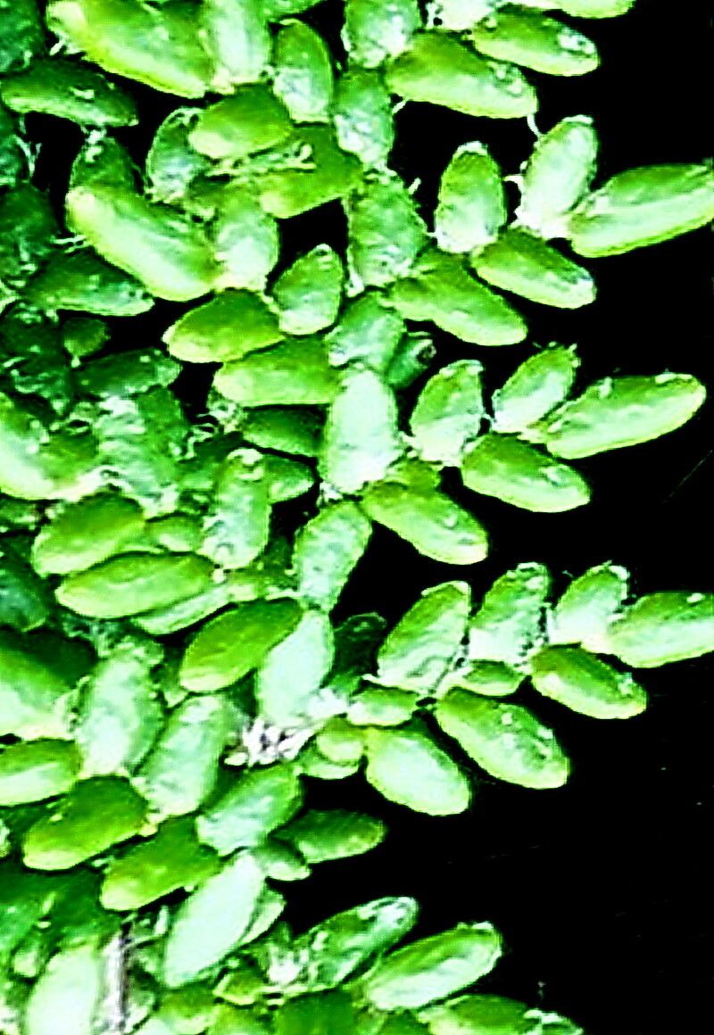 Hemionitis gracillima — houseplant care guide