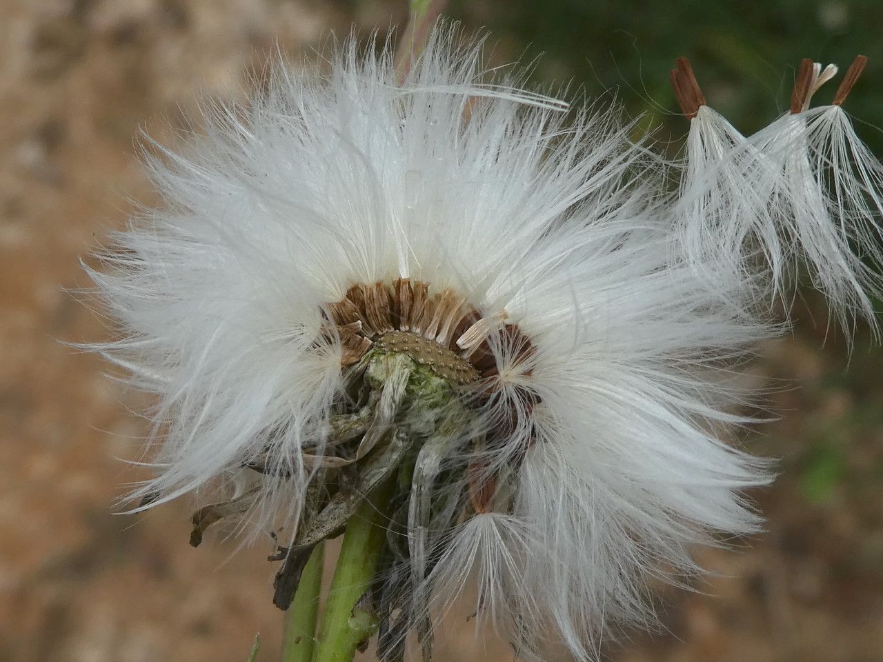 Sonchus maritimus fruit