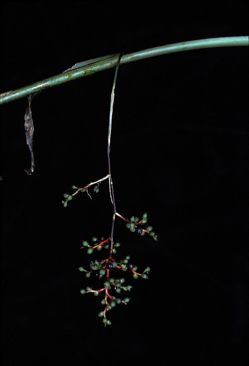 Araeococcus micranthus habit