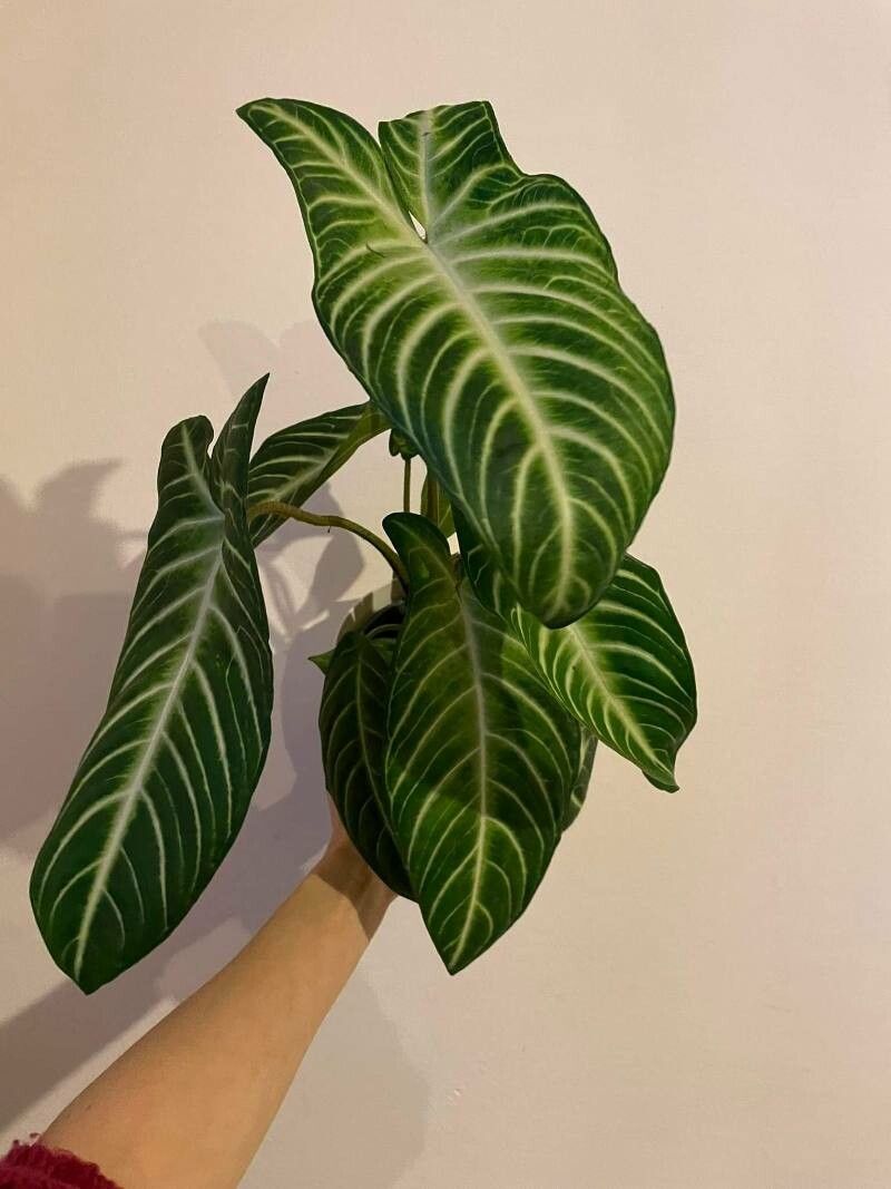 Caladium lindenii leaf