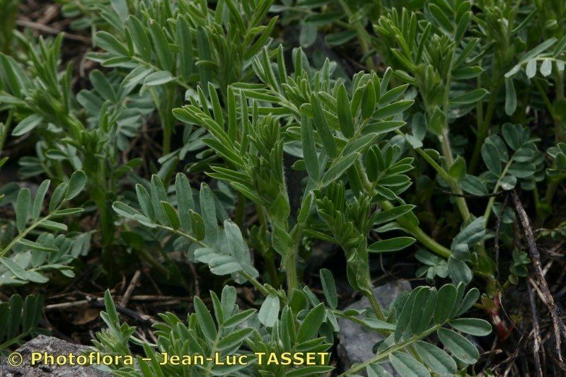 Vicia argentea — houseplant care guide