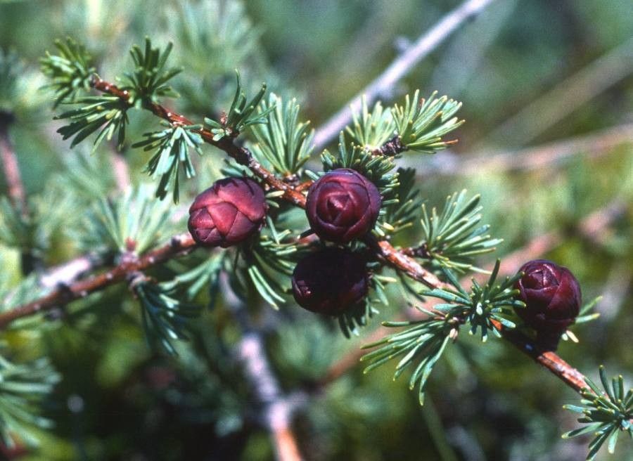 Larix laricina flower
