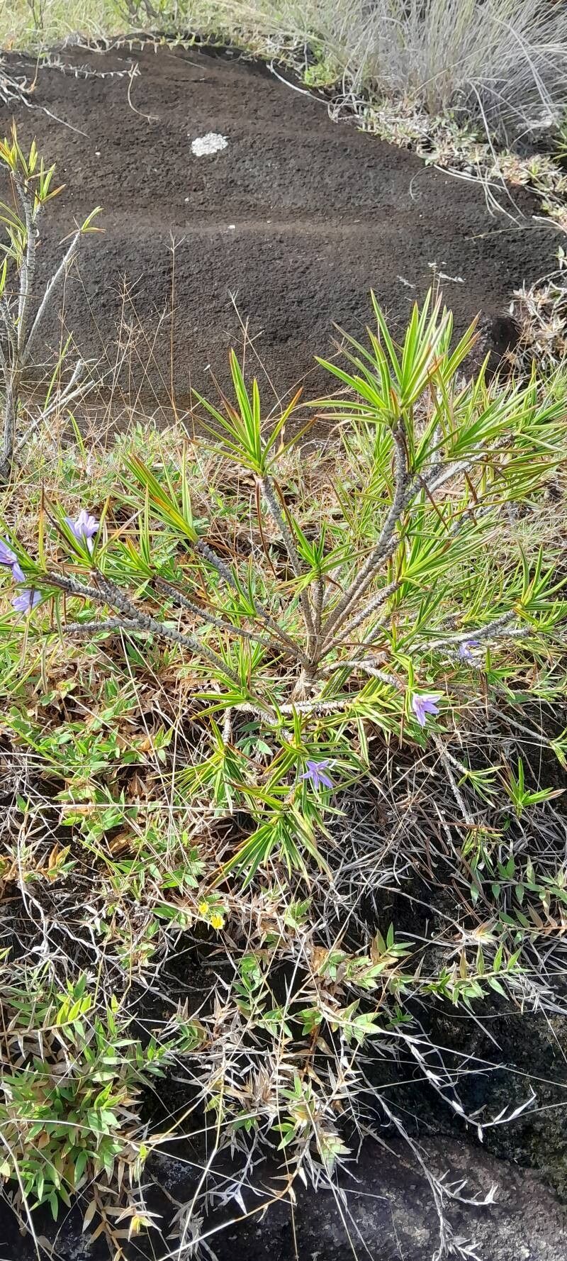Xerophyta pinifolia habit