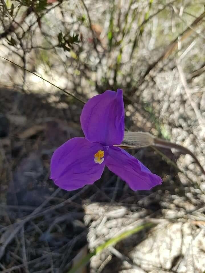 Patersonia sericea flower