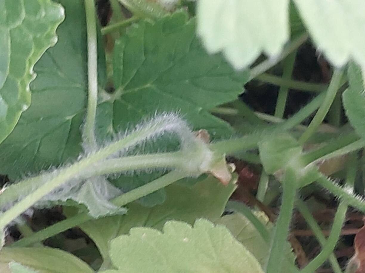 Pelargonium ranunculophyllum bark