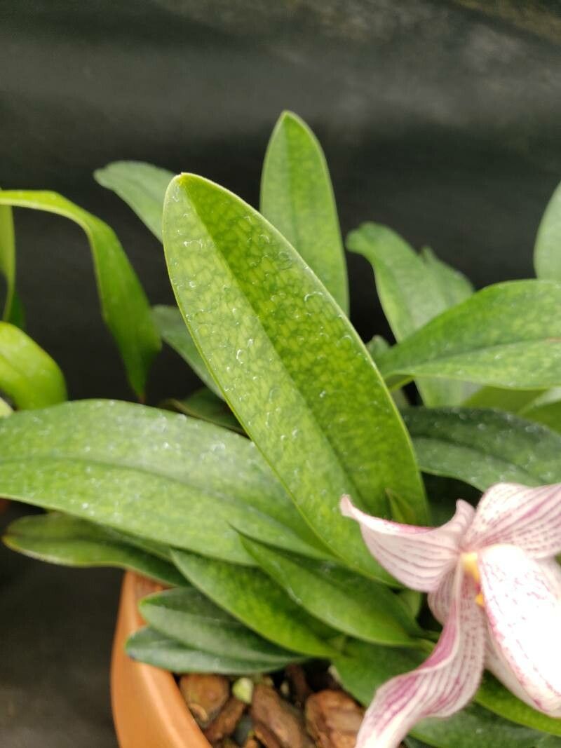 Paphiopedilum delenatii — search result for 'Paphiopedilum'