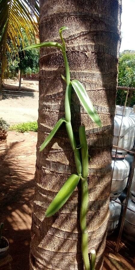 Vanilla edwallii — houseplant care guide