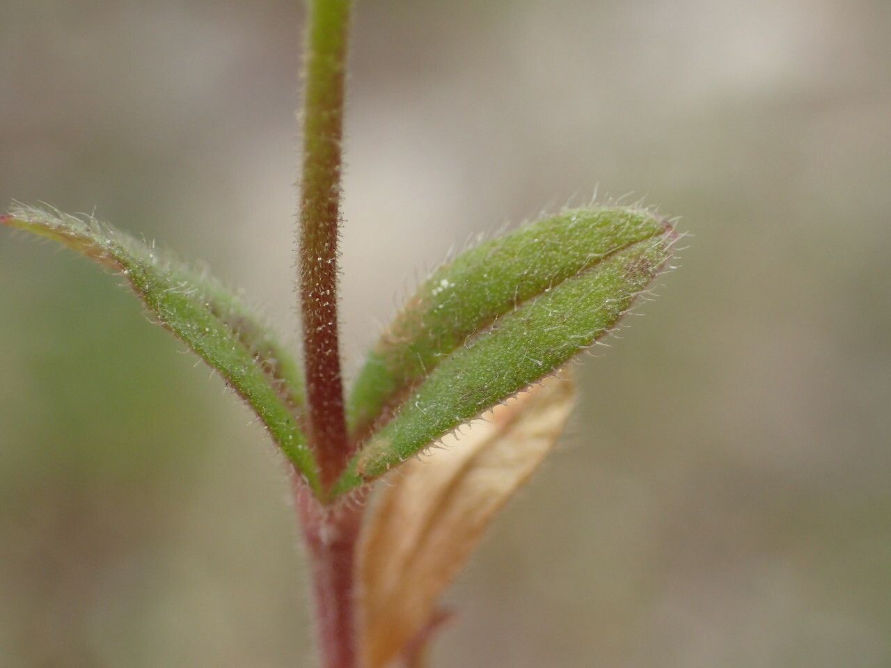 Cerastium pumilum leaf