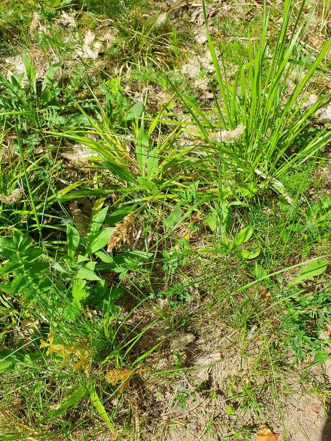 Hierochloe australis flower