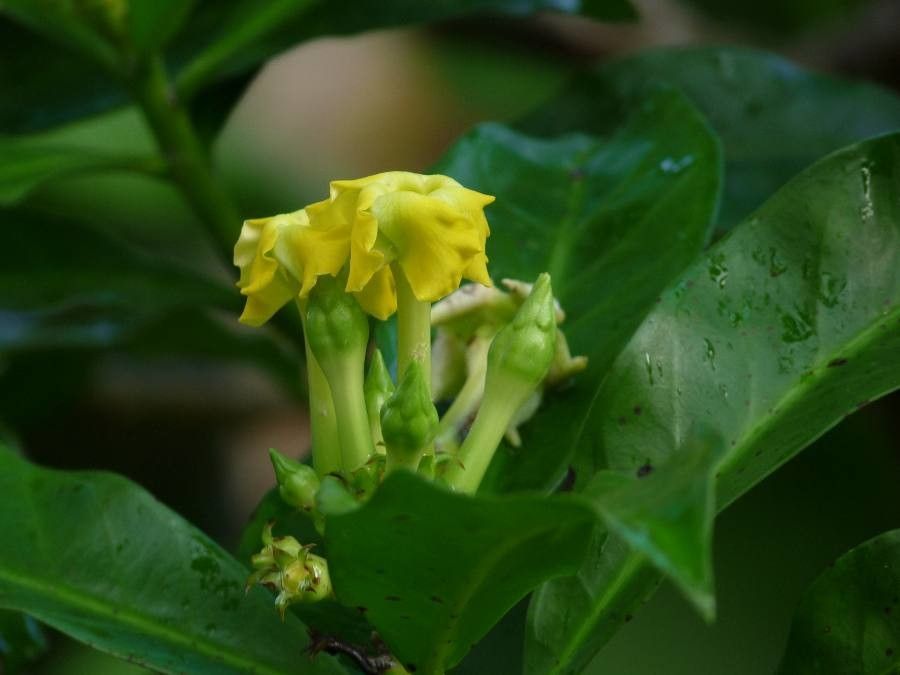 Cascabela gaumeri flower
