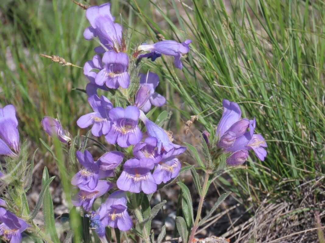 Penstemon eriantherus — search result for 'Ericameria'